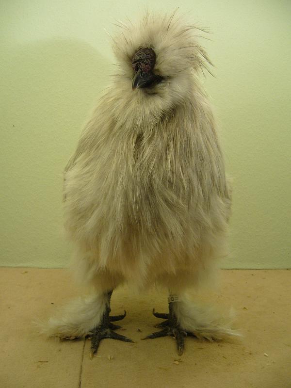 Munster 2009 092.jpg - Seidenhuhn mit Bart perlgrau von Günter Droste